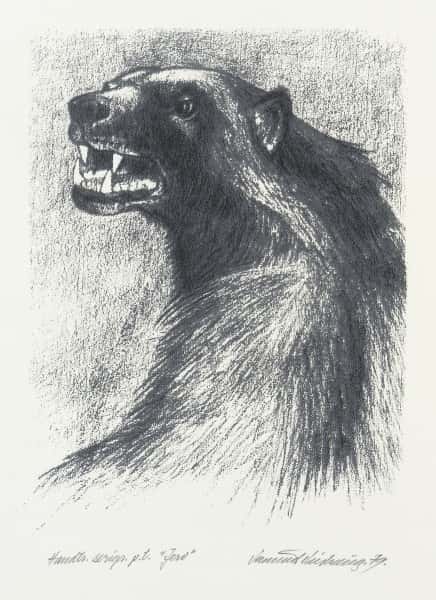 Jerv av Vemund Vinhaug